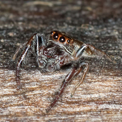 Jumping Spider (Opisthoncus polyphemus) (Opisthoncus polyphemus)